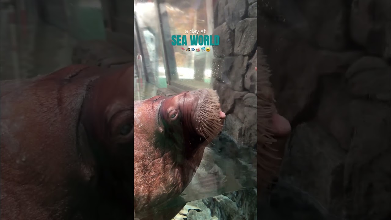 Sea World, Abu Dhabi